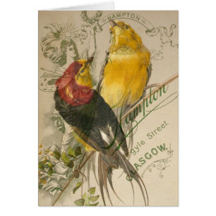 Aves en la foto antigua de vuelta