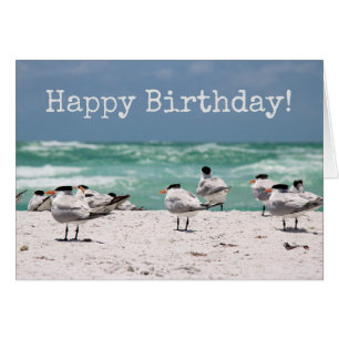 Aves en la playa Cumpleaños