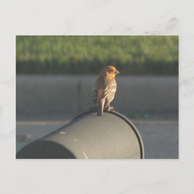 Aves en la postal del buzón (Anverso)
