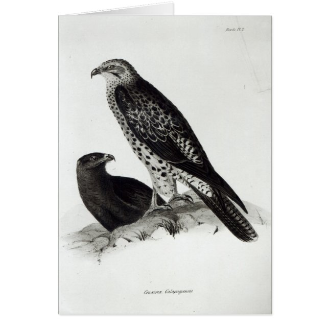 Aves rapaces (Frente)