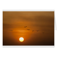 Aves volando al atardecer