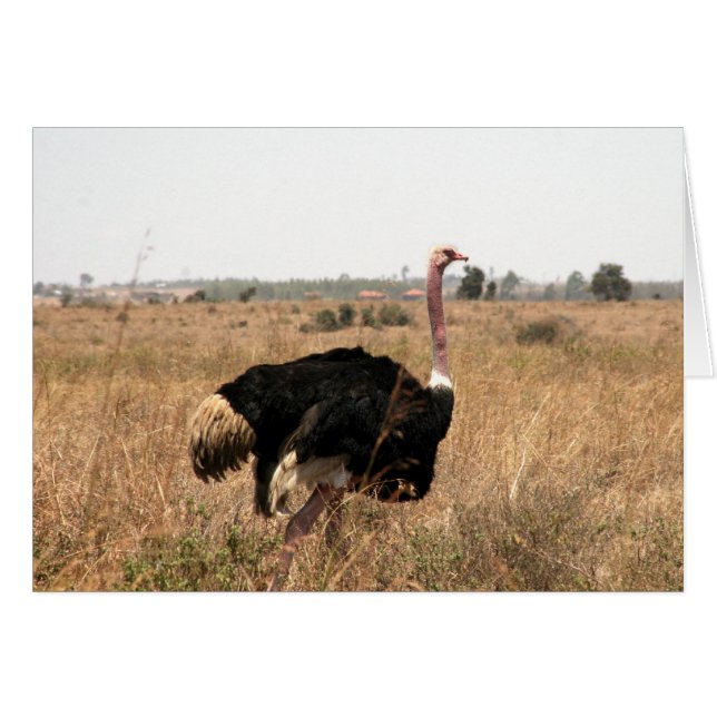 avestruz (Anverso (Horizontal))