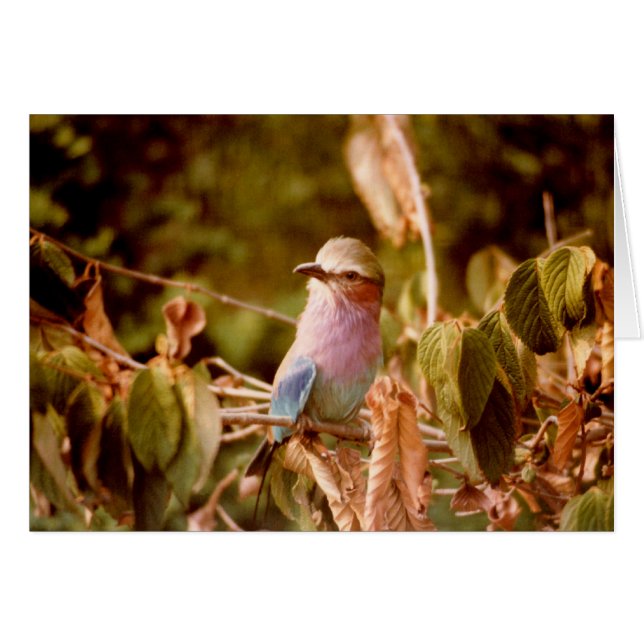 Aviario (Anverso (Horizontal))