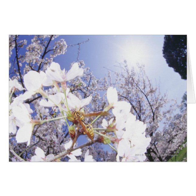 Avispa en la flor de cerezo, cierre para arriba (Anverso (Horizontal))