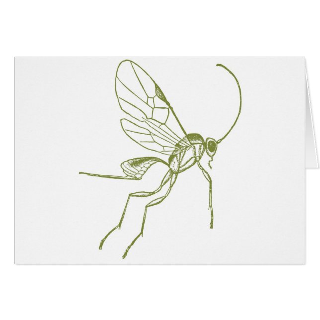 Avispa, Hyphantria de Meteorus (Anverso (Horizontal))