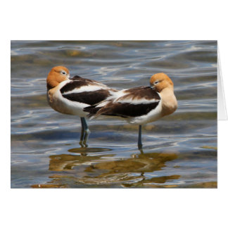 Avocet americano
