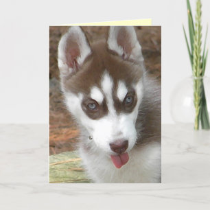 AW- Tarjeta de cumpleaños Husky Siberiana