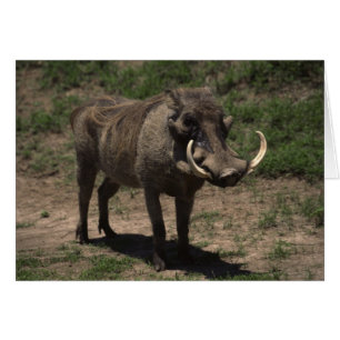 Awesome Warthog