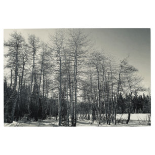 AWorld2Celebrate: El arte natural de Tahoe