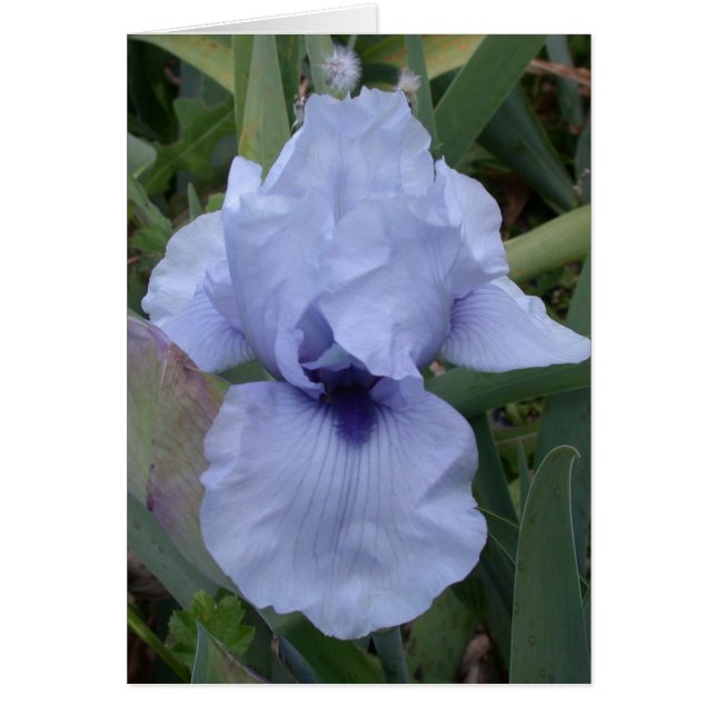 Awsome Blue Iris Card (Frente)