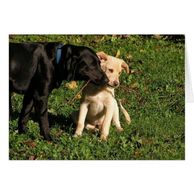 ¿Awww… tengo que compartir? (Anverso (Horizontal))