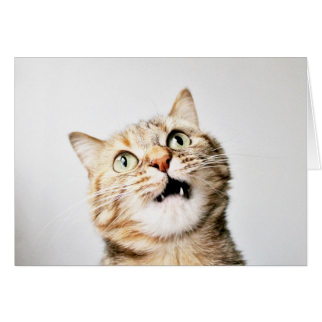 Aye Aye Cap`n (Anverso (Horizontal))