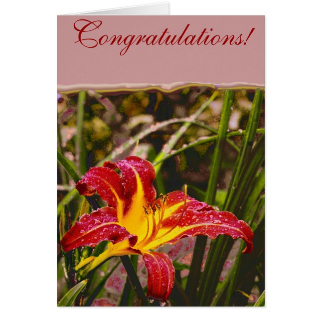 Ayer Lily Después De La Lluvia (Frente)