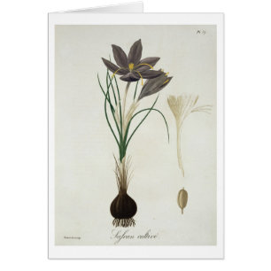 Azafrán de azafrán de "Phytographie Medicale" po