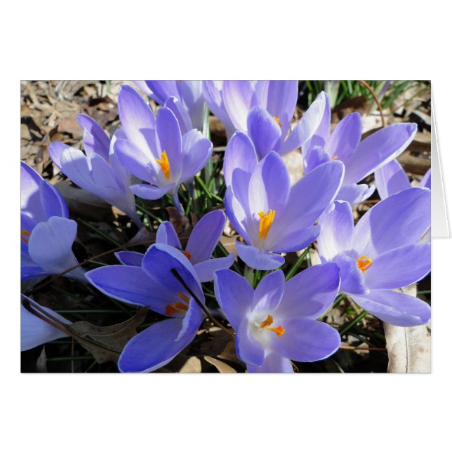 Azafrán/paloma: Canción del 2:12 de las canciones (Anverso (Horizontal))