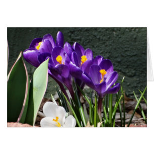 Azafranes de la primavera