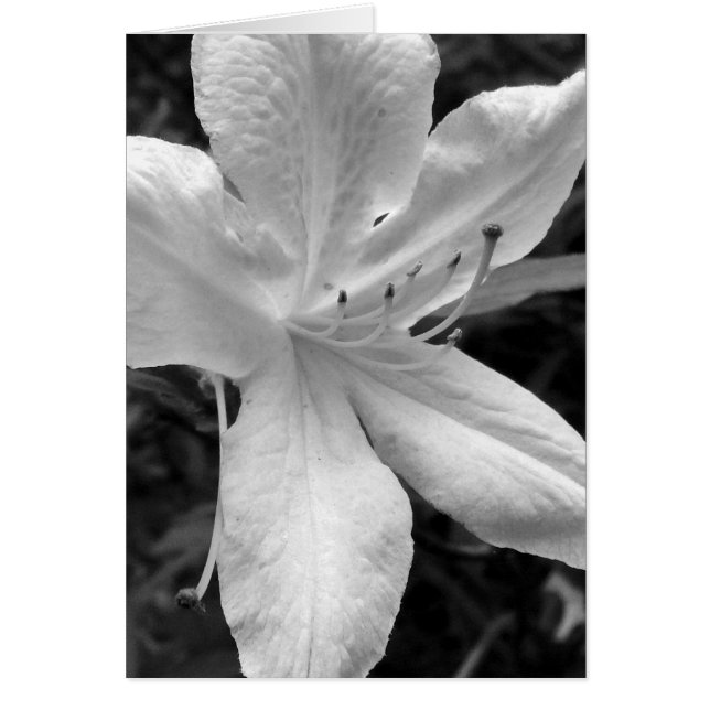 Azalea (Frente)