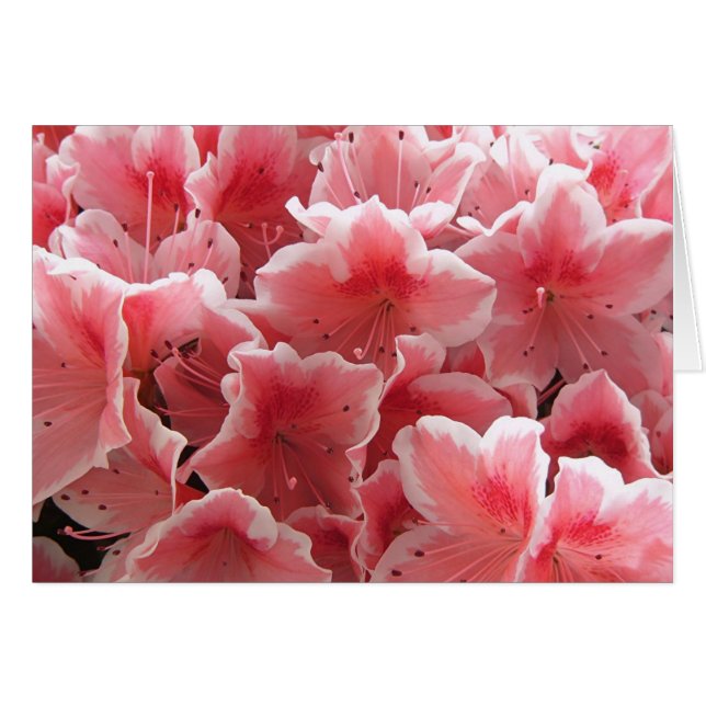 Azalea #1 (Anverso (Horizontal))