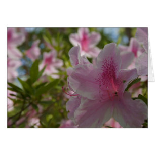 ¡Azalea Aloha!