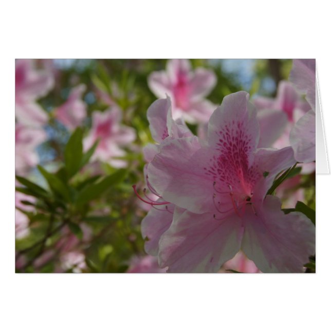 ¡Azalea Aloha! (Anverso (Horizontal))