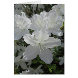 Azalea blanca