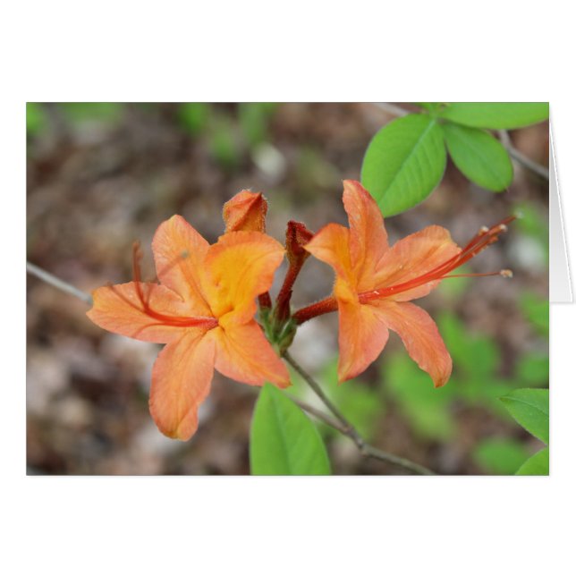 Azalea de la llama (Anverso (Horizontal))
