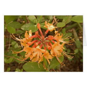 Azalea de la llama