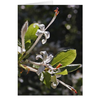 Azalea de pantano
