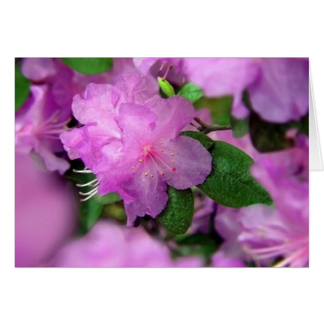 Azalea Flores (Anverso (Horizontal))