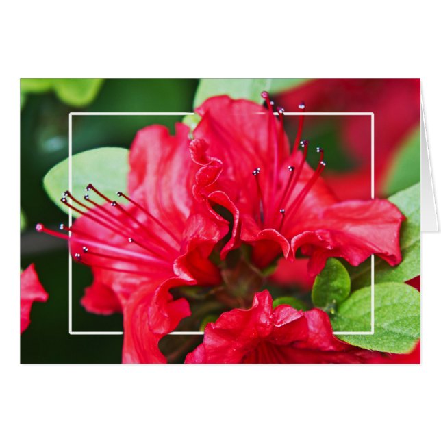 Azalea Flores (Anverso (Horizontal))