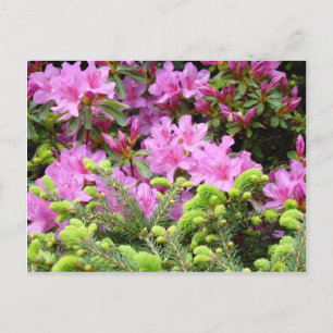 AZALEA ROSA 30 FLORES Tarjetas de Pino Regalos Taz