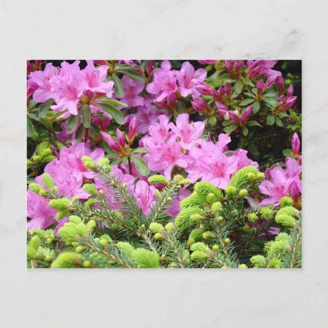 AZALEA ROSA 30 FLORES Tarjetas de Pino Regalos Taz (Anverso)