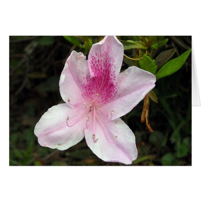 Azalea rosa y blanca (Anverso (Horizontal))