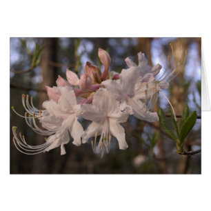 Azalea salvaje