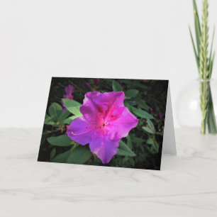 Azalea, tarjeta
