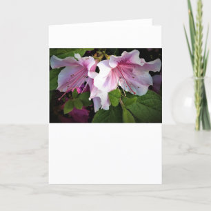 Azalea, tarjeta