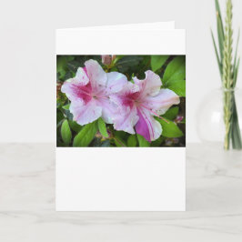 Azalea, tarjeta