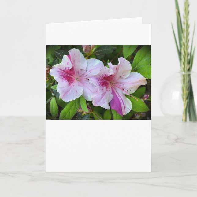 Azalea, tarjeta (Anverso)