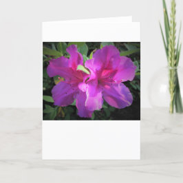 Azalea, tarjeta