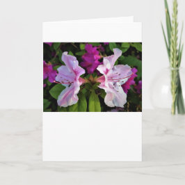 Azalea, tarjeta