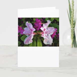 Azalea, tarjeta