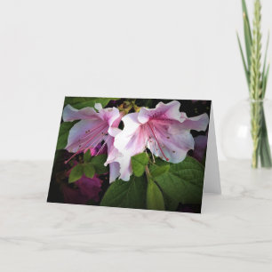 Azalea, tarjeta