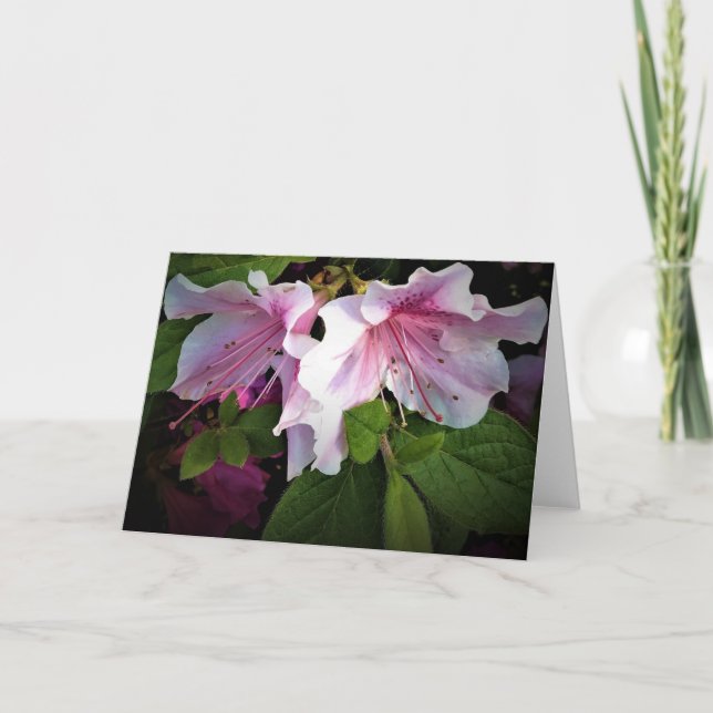 Azalea, tarjeta (Anverso)