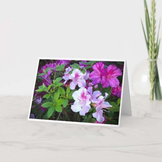 Azalea, tarjeta (Anverso)