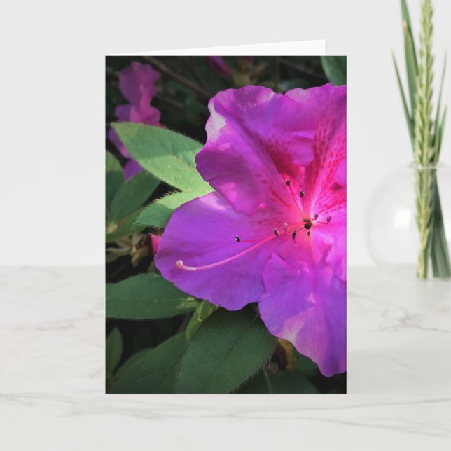 Azalea, tarjeta (Anverso)