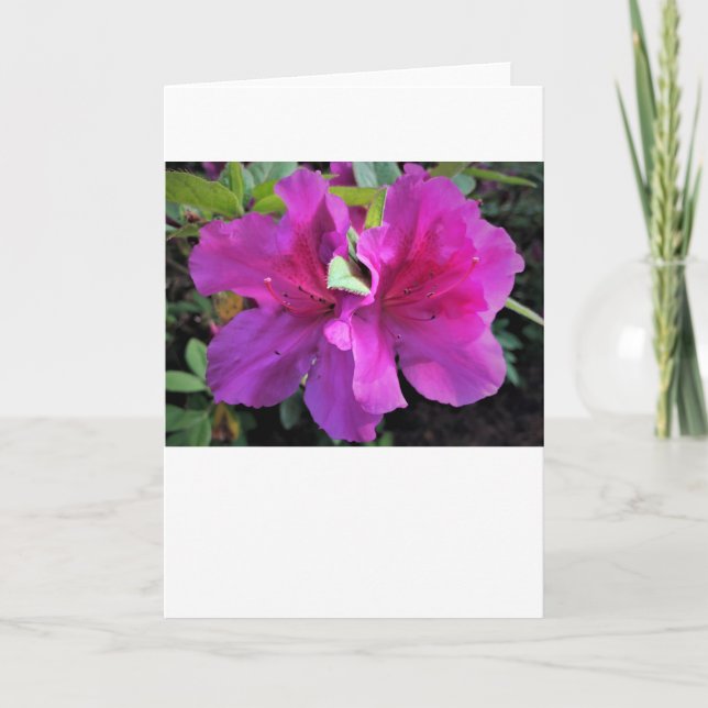 Azalea, tarjeta (Anverso)