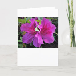 Azalea, tarjeta