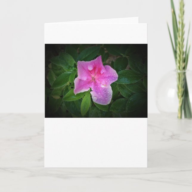 Azalea, tarjeta (Anverso)