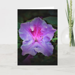 Azalea, tarjeta