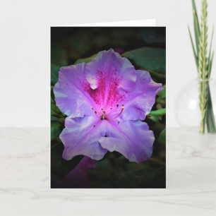 Azalea, tarjeta